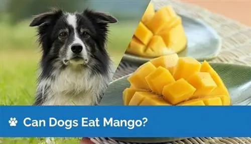 Mogu li psi jesti mango? Što trebaš znati