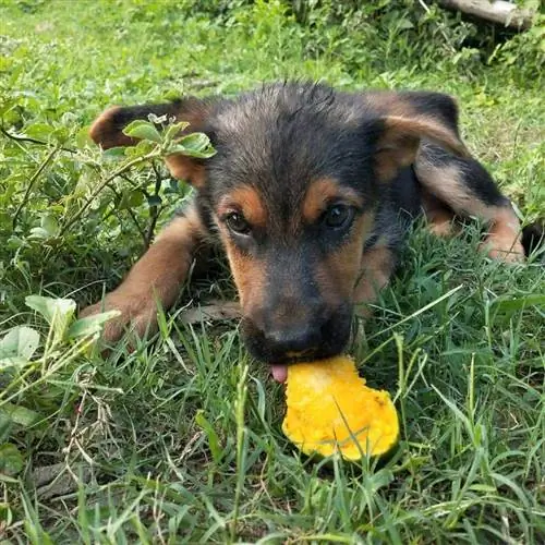 mango yiyen köpek