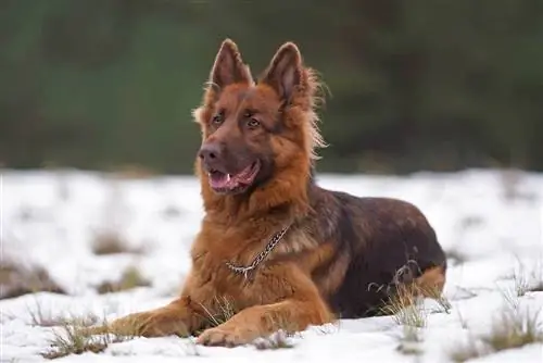 en tysk gjeterhund i leveren