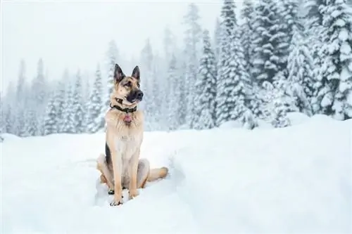 German Shepherd sa landas na natatakpan ng niyebe