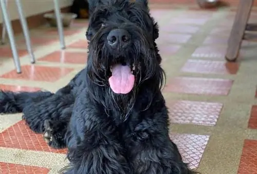 Giant Schnauzer