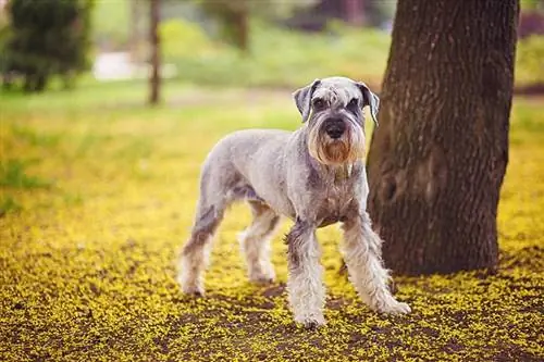 Schnauzer uriaș cenușiu