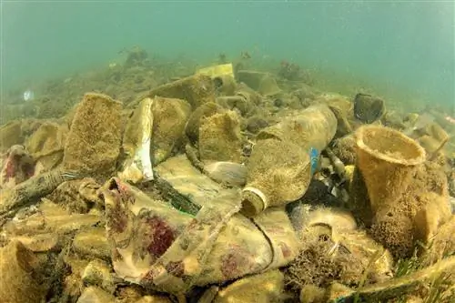 Hoeveel afval zit er in de oceaan? De alarmerende realiteit