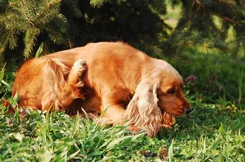 Perro marrón rascándose