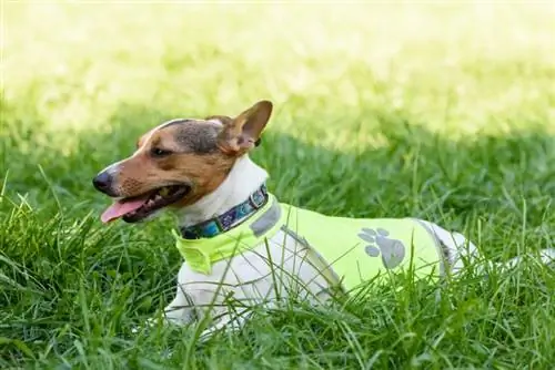 cane che indossa giubbotto riflettente di sicurezza