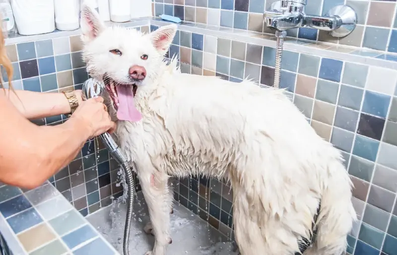 cane akita inu bagnato che viene fatto un bagno dal toelettatore