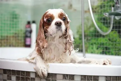 Il Cavalier King Charles Spaniel sta facendo il bagno