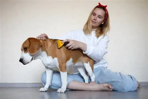 tânără care își îngrijește animalul de companie beagle