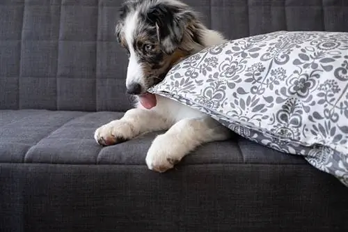 Australian shepherd i soffan