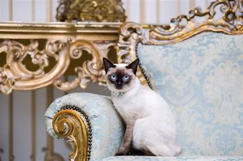 un gatto Mekong Bobtail con una collana seduto su un elegante divano