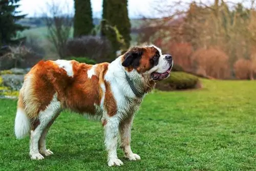 perro san bernardo de pie al aire libre