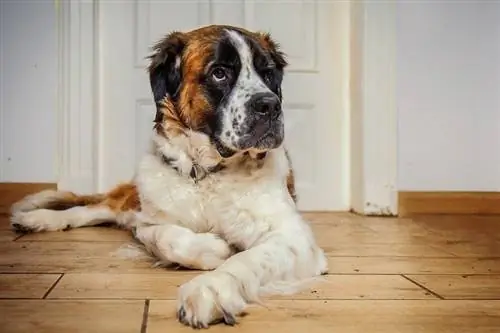 saint bernard hond wat op die vloer lê