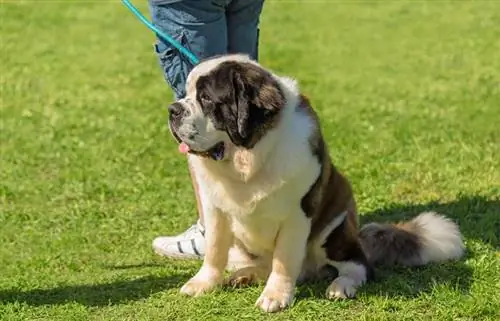 cachorro de san bernardo en el parque con el dueño