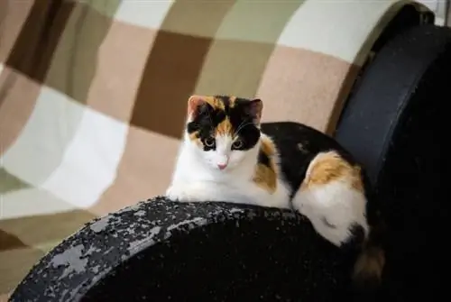 gatto calico sdraiato su un bracciolo del divano graffiato