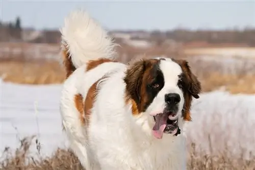 pas saint bernard u šetnji na otvorenom