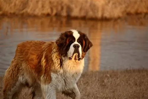 perro san bernardo parado cerca del estanque