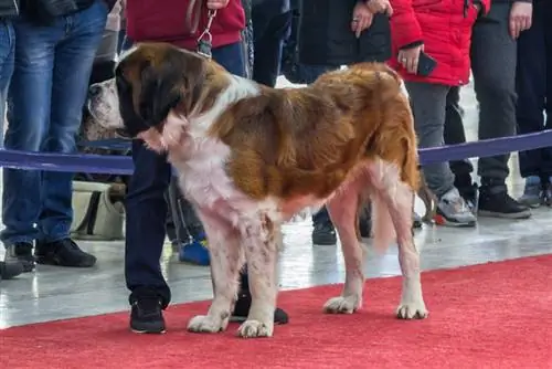 Saint bernard aub nyob rau ntawm qhov yeeb yam dev