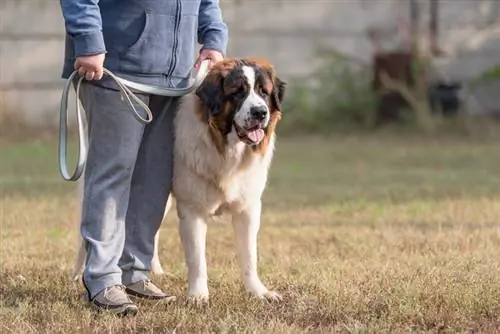 st. bernard aub taug kev nrog nws tus tswv