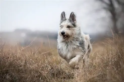 berger picard corriendo