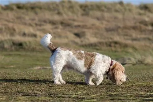 Grand Basset Griffon Vendeen_Shutterstock_Ian Dyball