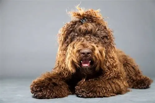 Barbet dog