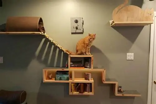 DIY Cat Avanture and Escape Wall