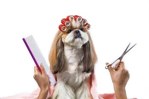 Chú chó shih-tzu ngộ nghĩnh xinh đẹp ở bàn chải chuốt