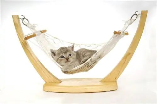 13 DIY Cat Hammock You Can Make Today (Nrog duab)