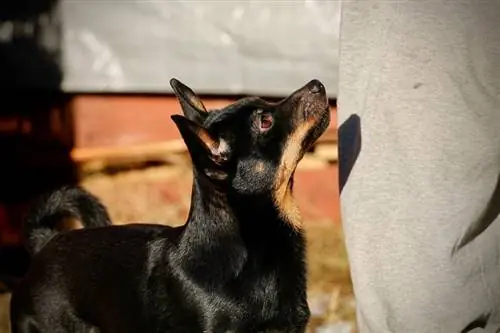 Lancashire heeler i handlers leg_LNbjors_shutterstock