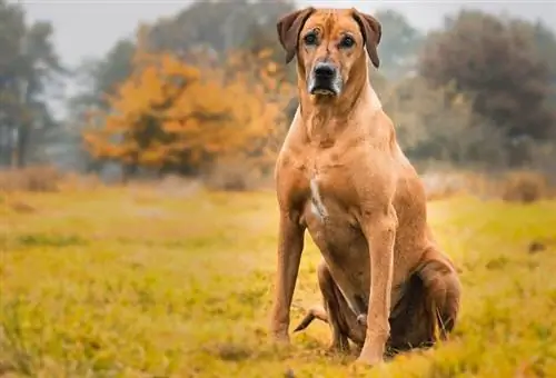 Rodezya Ridgeback