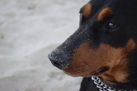 pinscher alemão