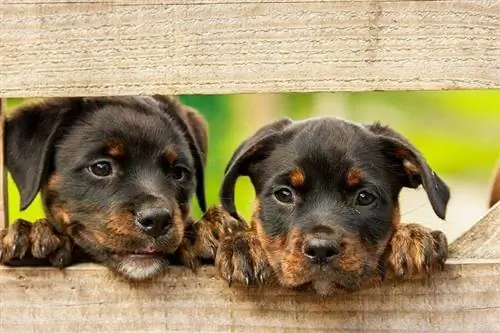 13 Black & Brown Dog Breeds (มีรูปภาพ)