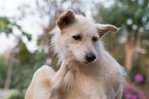 chien-scratching_rachanon-cumnonchai_shutterstock