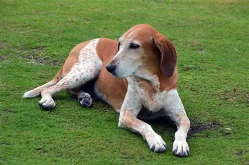 coonhound الإنجليزية الأمريكية