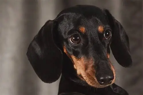 dachshund