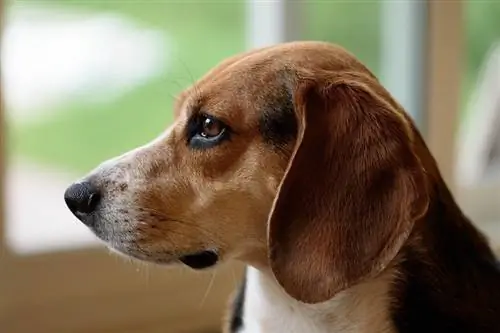 Beagle Bənzər 7 İt (Şəkillərlə)