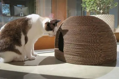 DIY Kedi Tırmalama Yatağı: Dome House- P3 tasarım çalışması