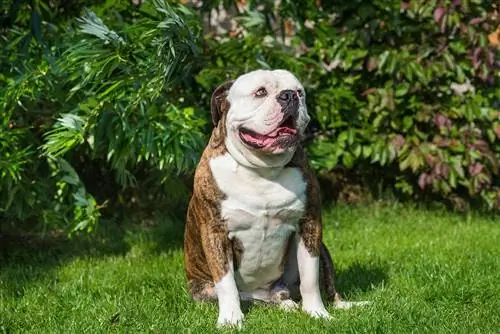 Gestromte amerikanische Bulldogge