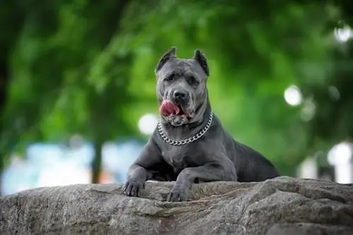 cane corso azul descansando no parque