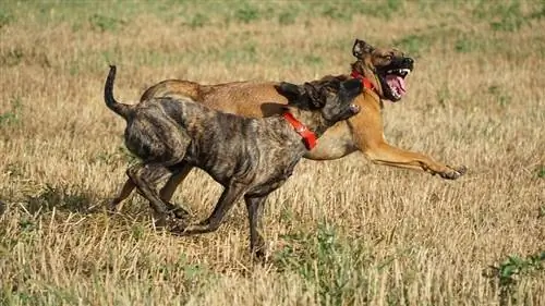 Les 10 races de chiens les plus dangereuses au monde (avec photos)