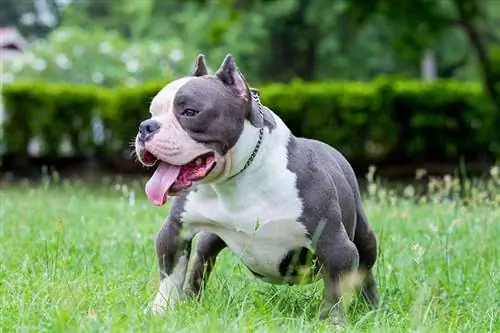 Gotti Pitbull steht auf dem Rasen