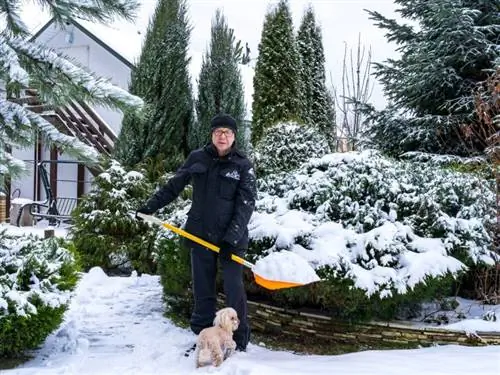 férfi egy hóval teli lapáttal, aki egy hátsó udvart takarít, és egy uszkárral a hóban a lábánál