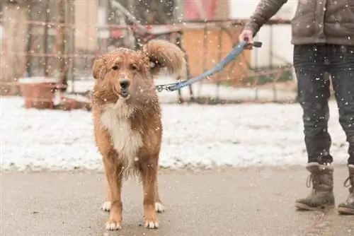 vrou met hond stap in die winter op 'n sneeupad