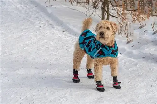 Hund som bär snökängor