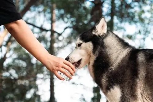 Close-up van 'n hand hou 'n papierbeker vas vir 'n husky hond om water te drink