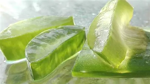 aloe vara keser