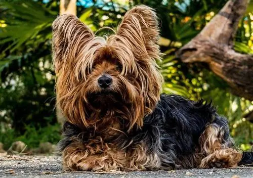 Nywele ndefu Yorkshire Terrier