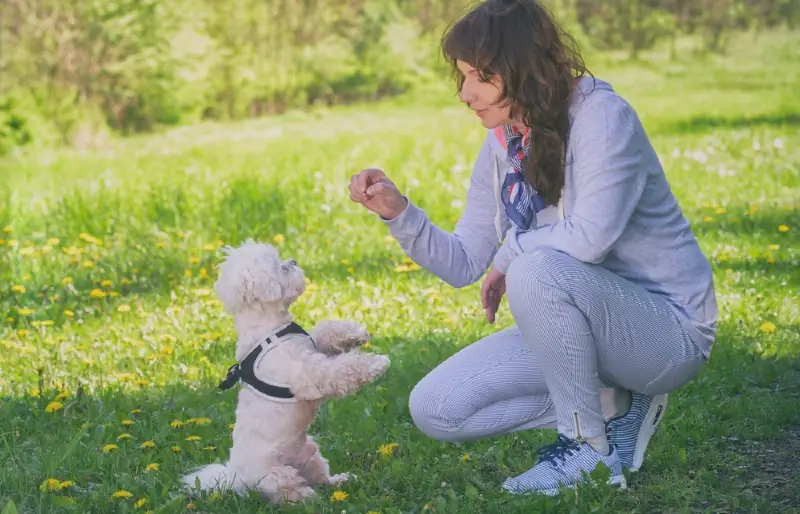 žena cvičí m altézskeho psa vonku