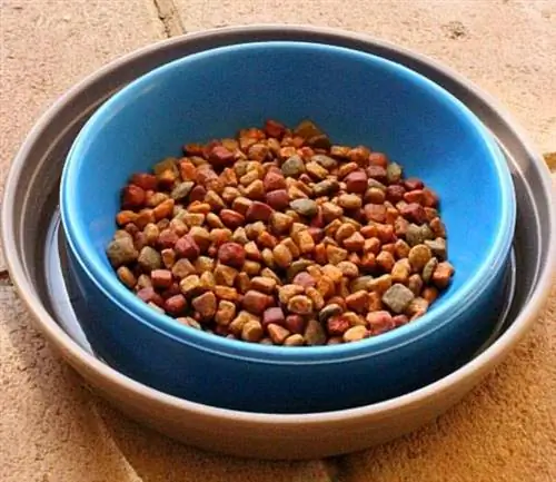 DIY Ant Proof Cat Food Bowl