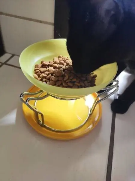 DIY cleaning hacks- Paano ant proof pet food bowls